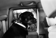 Brody 3