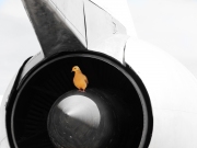 Brody bird