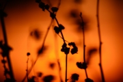 Cade_DSC_0124