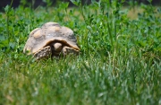 Olivia_tortoise
