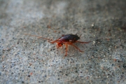 Sam_Buggy the Bug Bug
