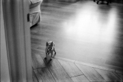 Tory_Image 8
