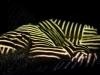 All Art AZ 2015-Adams_Deavon_4 All Art AZ 2015-Adams_Deavon_4