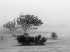 All Art AZ 2015-Schwann_Samantha_4 All Art AZ 2015-Schwann_Samantha_4