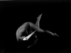 All Art AZ 2015-friederich_blair-3 All Art AZ 2015-friederich_blair-3