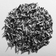 AAA17- Friedman_Dan_1