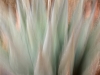 Miiller_Nancy_1 Miiller_Nancy_1