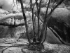Pope_Roy_3 Pope_Roy_3