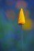 Nowitz_Lisa_Marcelle_2 Nowitz_Lisa_Marcelle_2