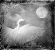 Dianne Yudelson