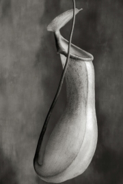 Beth Moon