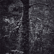 C. Rosenthal