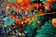 PS_Olivia_001