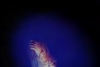 Kline_Raena_1