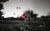 Wynne_Sam_2