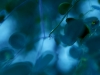 Heesch_Amelia_1