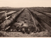 Pineda, Elizabeth