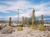LS2015-Amadee_Meredith_2 LS2015-Amadee_Meredith_2