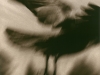 LS2015-Olin_Jane_5 LS2015-Olin_Jane_5