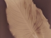 LS2015-Ticknor_Marilyn_5 LS2015-Ticknor_Marilyn_5
