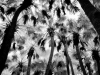 LS2015-dimmitt_benjamin_1 LS2015-dimmitt_benjamin_1