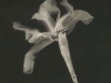 Byron_Carol_1 Byron_Carol_1