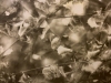 Miiller_Nancy_3 Miiller_Nancy_3