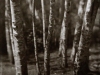 fitzgerald_jim_4 fitzgerald_jim_4