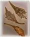 LS-2021-Peroni_Cyd_3