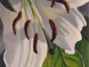 Judy Schafers