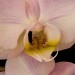 Wright_Sue_3_ Wright_Sue_3_