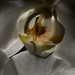 Wright_Sue_4_ Wright_Sue_4_