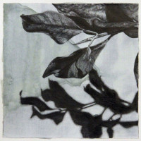 LBL-Shook_Beth_2