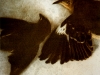 bloomfield_dianah_04-web