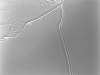 george_daniel_1-web