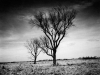 pope_roy_2-web