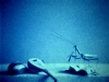 tosh_randal_1-web