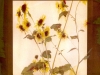 wanless_marydorsey_4-web