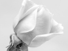 Ticknor_Marilyn_2 Ticknor_Marilyn_2