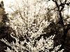 Marmolejo_Nick_2_Nm_Spring_00109_Springs-First-Bloosom Marmolejo_Nick_2_Nm_Spring_00109_Springs-First-Bloosom