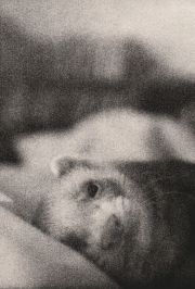 BK Skaggs Recognition Gelatin Silver Lith Print 2015 $85