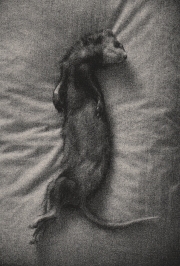 BK Skaggs Momento Mori Gelatin Silver Lith Print 2015 $90