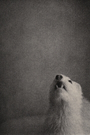 BK Skaggs Red Ball Session #1 Gelatin Silver Lith Print 2015 $85