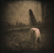BK Skaggs Run of the Yard Gelatin Silver Lith Print 2015 $105