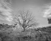Brad Armstrong Shoe Tree (Edition 1/10) Pigmented Inkjet Print on Epson Ultra Smooth Fine Art Paper 2015 $1175 / $975 Unframed