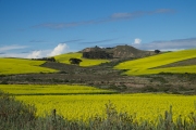 Deborah Silvis Canola Field, S. Africa Digital C-Print 2014 $350