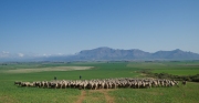 Deborah Silvis Bringing in the Sheep, S. Africa Digital C-Print 2014 $350