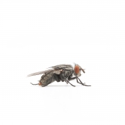 Mark Lipczynski The Common Housefly Pigmented Inkjet Print 2014 $150