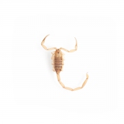 Mark Lipczynski The Arizona Bark Scorpion Pigmented Inkjet Print 2014 $150