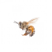 Mark Lipczynski The Honey Bee Pigmented Inkjet Print 2011 $150